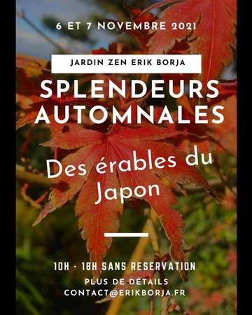 Splendeurs Automnales des érables du Japon 29 octobre 2022