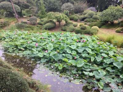 Photo de l'actualité' Floraison des lotus